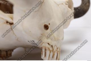 animal skull 0035